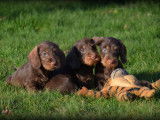 Chiots Teckel à poil dur à vendre