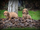 Chiots femelles Teckel à poil long brunes à vendre
