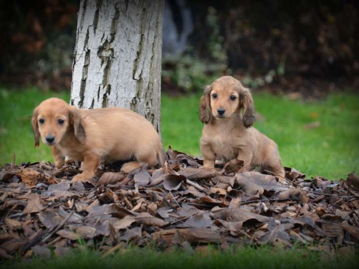 Chiots femelles Teckel à poil long brunes à vendre