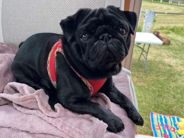 Mâle Carlin disponible pour saillie