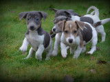 Chiots Jack Russell bleu lilac à vendre