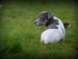 Chiots Jack Russell bleu lilac à vendre