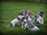 Chiots Jack Russell bleu lilac à vendre