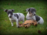 Chiots Jack Russell bleu lilac à vendre