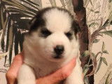 Chiots de type Husky Sibérien à vendre (3 femelles & 3 mâles)