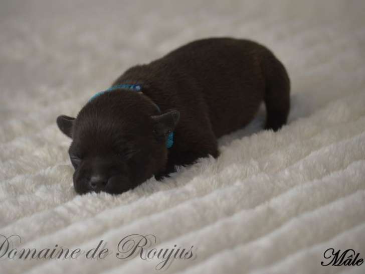 3 chiots Staffordshire Bull Terriers, 1 mâle et 2 femelles LOF de novembre 2025 à réserver