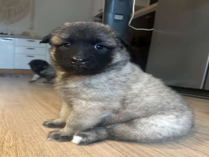 Chiots de race Berger Belge Tervueren à vendre (2 femelles & 4 mâles)