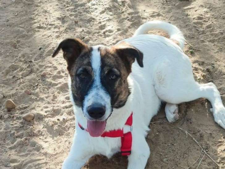 Dany, chiot croisé plein de joie à adopter en association