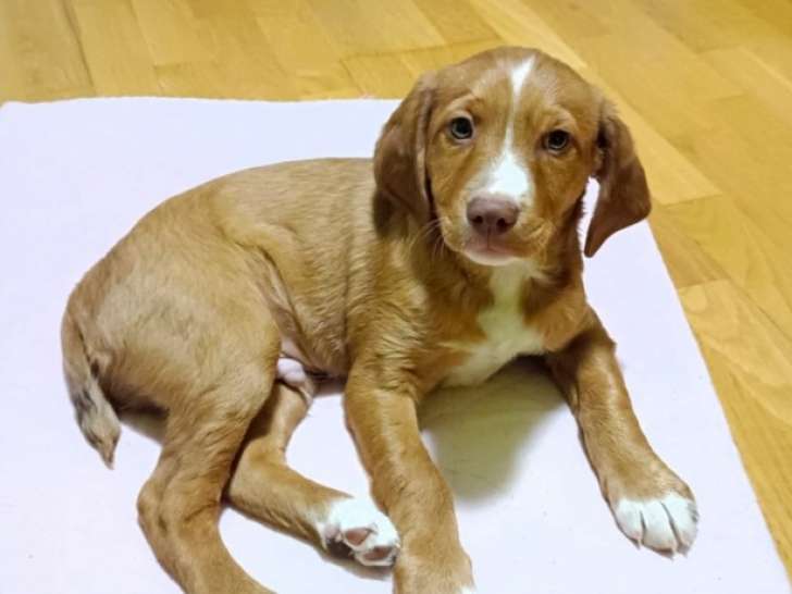 Kanai, chiot Podenco de 3 mois à adopter en association