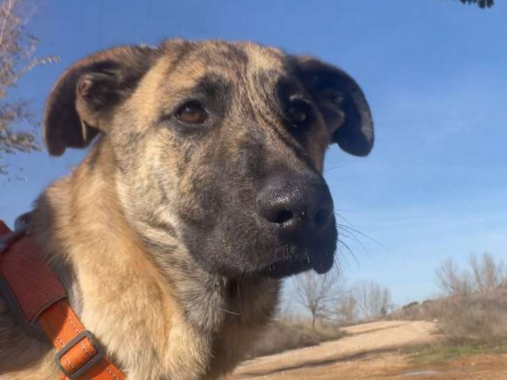 Dana, jeune Mastine au cœur immense à adopter