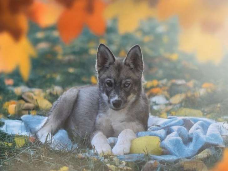 2 mâles Huskies de Sibérie à vendre, chiots LOF de juillet 2025