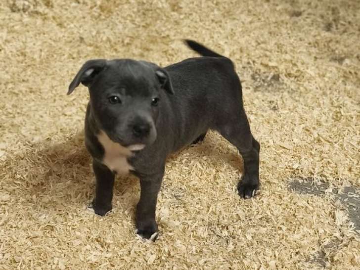 Réservation ouverte pour 1 chiot femelle Staffordshire Bull Terrier LOF de septembre 2025