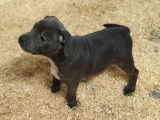 Réservation ouverte pour 1 chiot femelle Staffordshire Bull Terrier LOF de septembre 2025