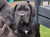 2 chiots Cane Corso non-LOF à vendre, mâles noirs et bringés de juillet 2025