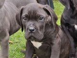 2 chiots Cane Corso non-LOF à vendre, mâles noirs et bringés de juillet 2025
