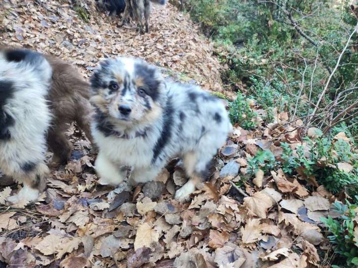 Vente de 1 chiot femelle Berger Australien LOF de septembre 2025