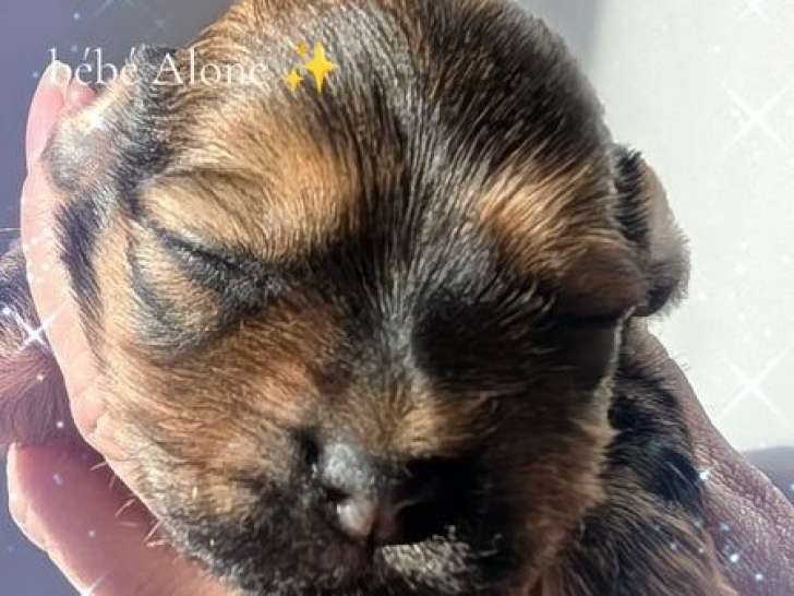 Des chiots Bichons Havanais disponibles à la vente, LOF