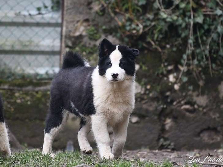 2 chiots mâles Laïka de Iakoutie LOF, nés en août 2025 à vendre