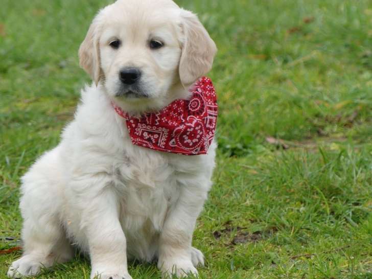 2 chiots Golden Retrievers LOF nés en octobre 2025 disponibles à la vente