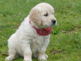2 chiots Golden Retrievers LOF nés en octobre 2025 disponibles à la vente