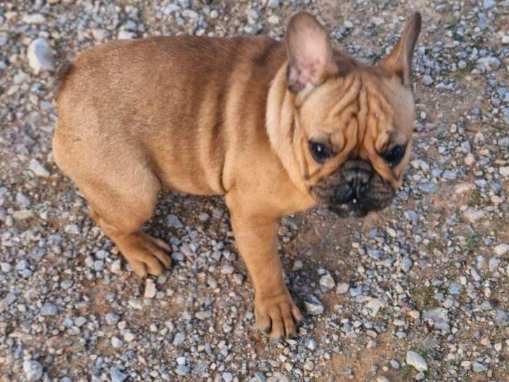 2 chiots femelles Bouledogues Français LOF à vendre