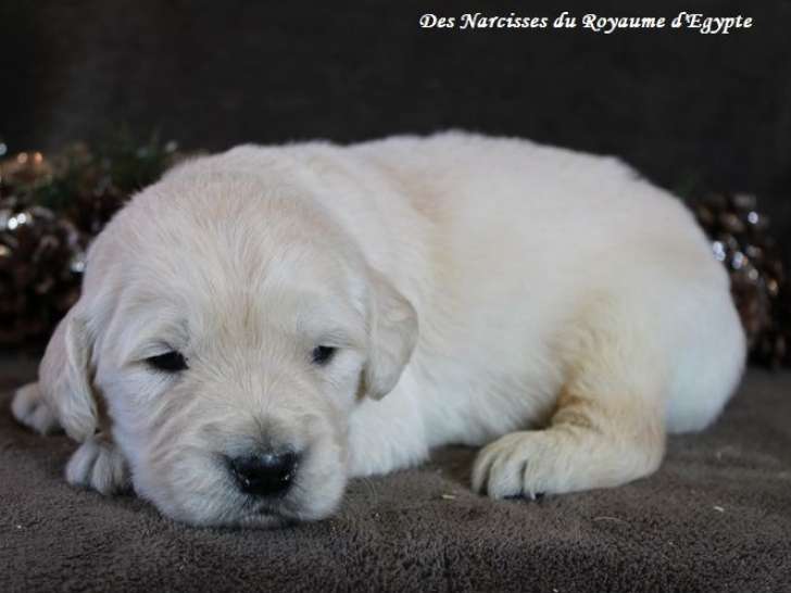 À réserver, 4 chiots Golden Retrievers non-LOF de novembre 2025