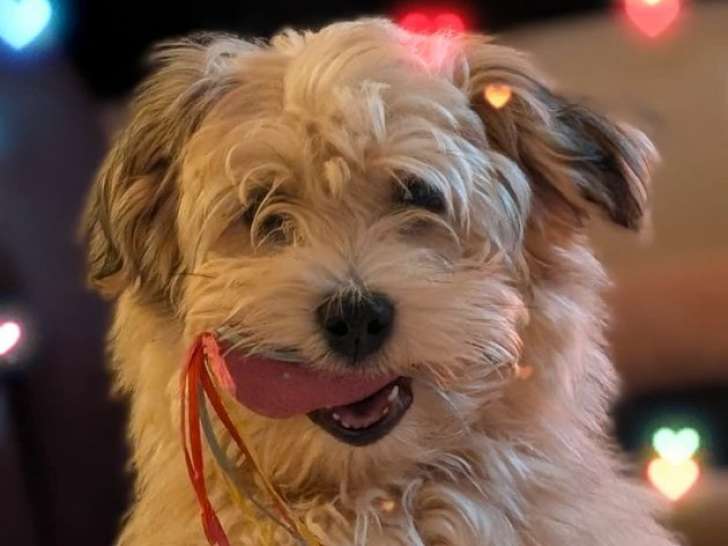 Mise en vente d’une femelle Bichon Havanais blanche et crème (LOF)