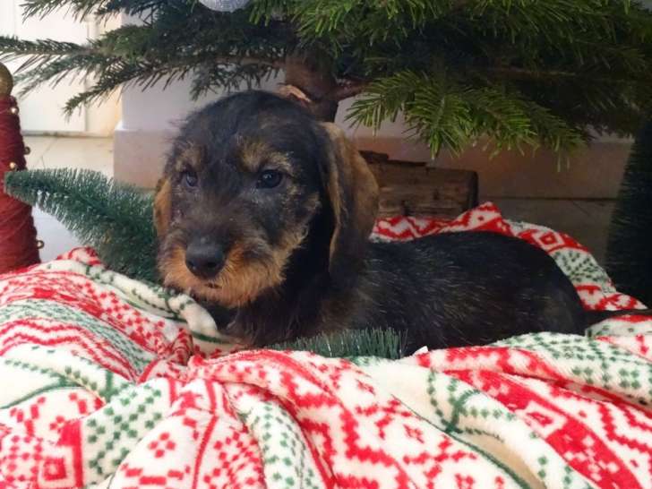 Mise en vente d’un chiot femelle Teckel Standard Poil Dur, LOF, née en octobre 2025