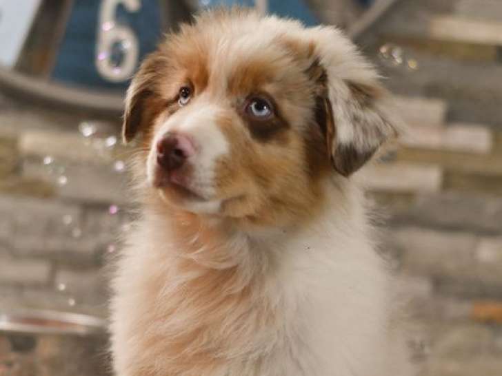 1 chiot mâle Berger Australien LOF disponible à la vente