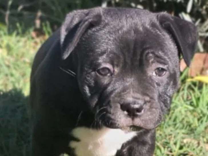 À vendre, 1 chiot femelle Staffordshire Bull Terrier (LOF)