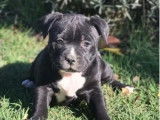 À vendre, 1 chiot femelle Staffordshire Bull Terrier (LOF)