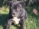 À vendre, 1 chiot femelle Staffordshire Bull Terrier (LOF)