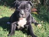 À vendre, 1 chiot femelle Staffordshire Bull Terrier (LOF)