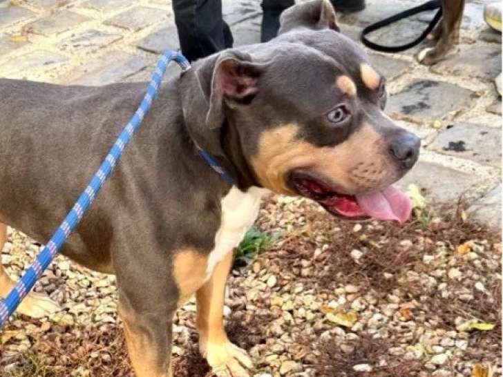 Chien mâle Staffordshire Terrier Américain disponible pour saillie (LOF)