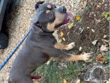 Chien mâle Staffordshire Terrier Américain disponible pour saillie (LOF)