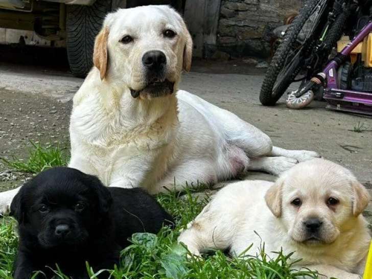 3 chiots mâles Labrador Retriever du Labrador à vendre (LOF)