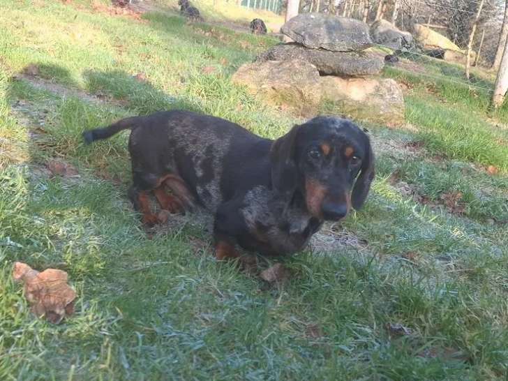 Chien Teckel arlequin pour saillie (LOF)