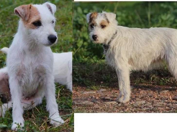 3 chiennes Parson Terrier à vendre (LOF)