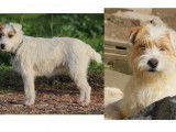 3 chiennes Parson Terrier à vendre (LOF)