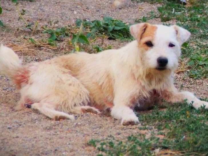 3 chiots Berger Belge Belge Malinois LOF à vendre