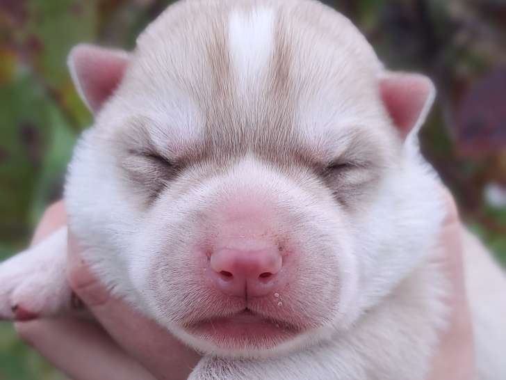 Chiots Husky Sibérien à réserver