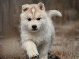 Chiots Husky Sibérien à réserver