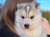 Chiots Husky Sibérien à réserver