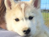 Chiots Husky Sibérien à réserver