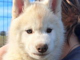 Chiots Husky Sibérien à réserver