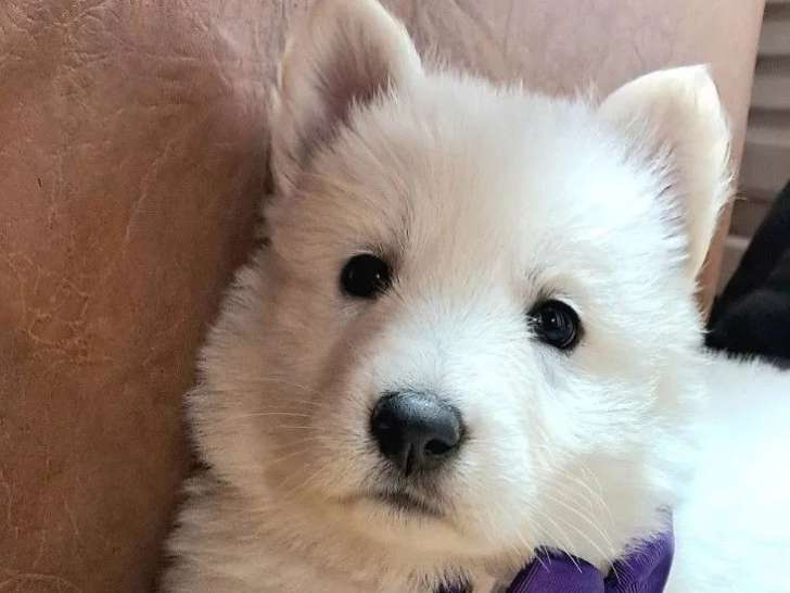 9 chiots Berger Blanc Suisse à réserver (LOF)