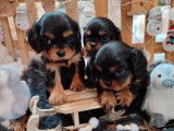 3 chiots Cavalier King Charles à vendre (LOF)