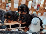 3 chiots Cavalier King Charles à vendre (LOF)