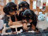 3 chiots Cavalier King Charles à vendre (LOF)