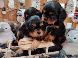 3 chiots Cavalier King Charles à vendre (LOF)